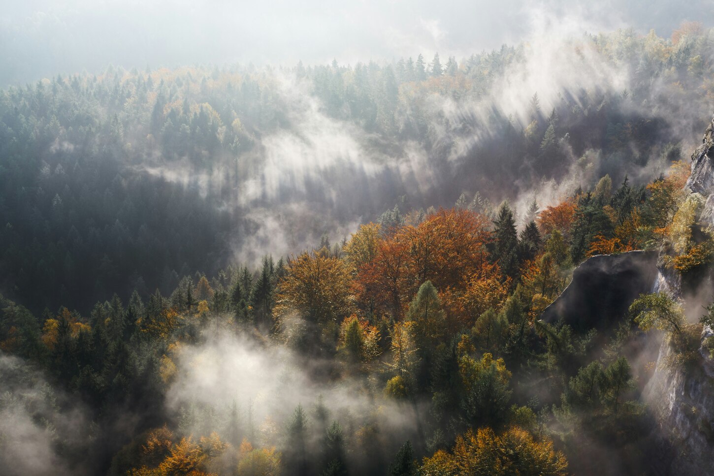 Blick in einen nebelverhangenen Wald.